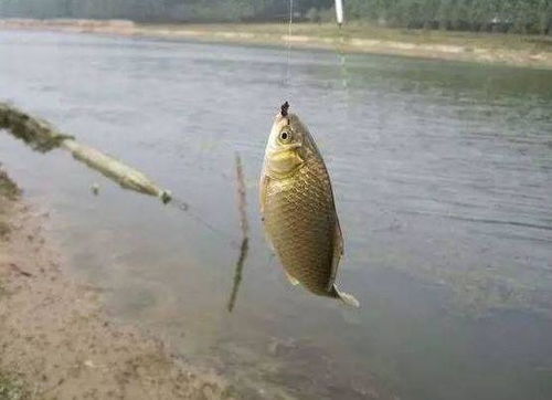 钓鱼饵料被老鼠偷吃怎么办?实用解决方案大揭秘 钓鱼饵料被老鼠偷吃怎么办?实用解决方案大揭秘