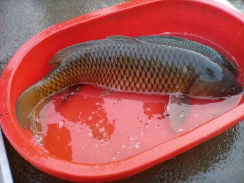 白包谷怎么做钓鱼饵料,天然诱饵的制作与使用全攻略 白包谷怎么做钓鱼饵料,天然诱饵的制作与使用全攻略