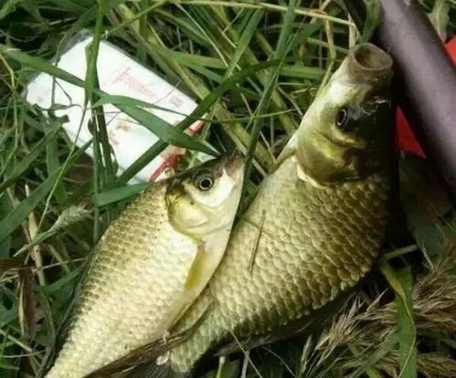 自制蒜蓉钓鱼饵料秘方,让鱼儿疯狂咬钩的实战指南