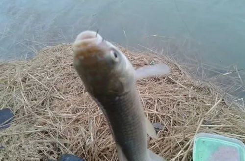 蚯蚓粉怎么用?手把手教你制作超诱饵视频教程