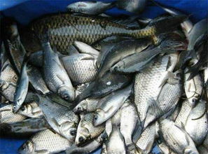 揭秘鲫鱼最爱的饵料配方，钓鱼成功率翻倍！