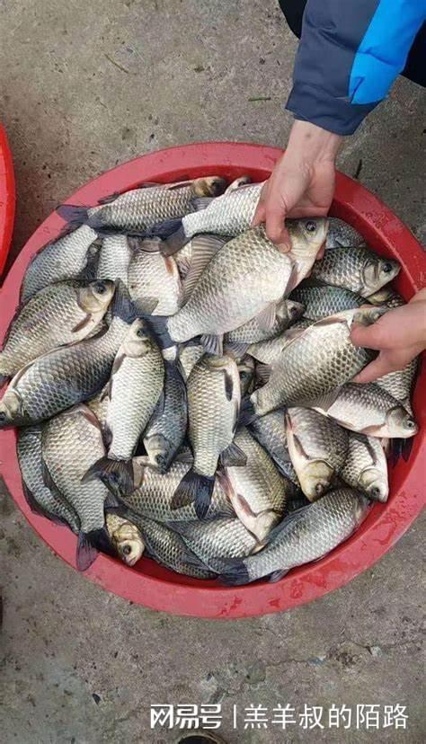 自制大浮漂钓鱼饵料,提升钓获量的秘诀