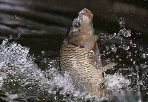 钓大鱼的秘密武器,海竿与饵料的完美配合