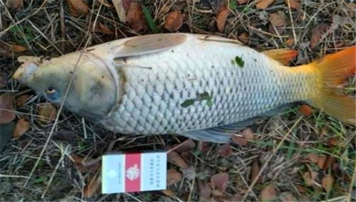 姜公钓鱼,鲤鱼饵料的配制与使用技巧