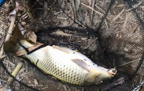 钓鱼饵料怎么抛掉,从新手到高手的抛饵技巧全解析