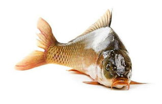 鲤鱼饵料带藻,揭秘水底诱惑的艺术