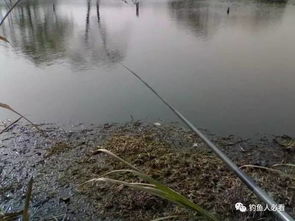 野钓活饵使用指南,提升你的实战钓鱼技巧