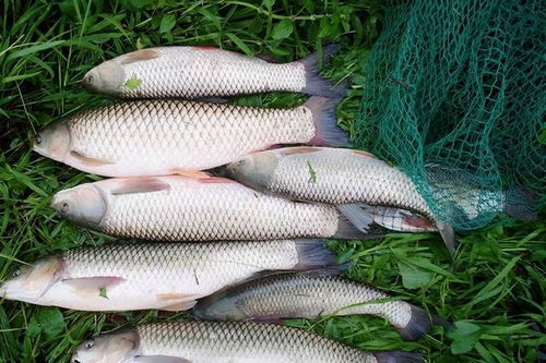 散炮钓鱼饵料的正确使用方法,提升诱鱼效果的秘诀