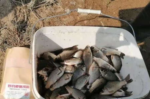 夏日钓鱼饵料不开口?高温下的饵料使用全攻略