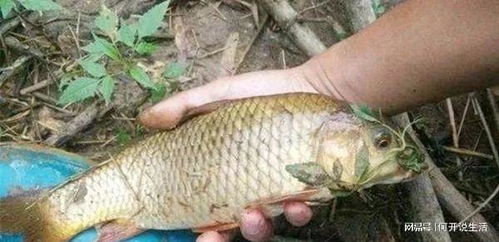 钓鱼饵料挂法,提升上鱼率的秘诀