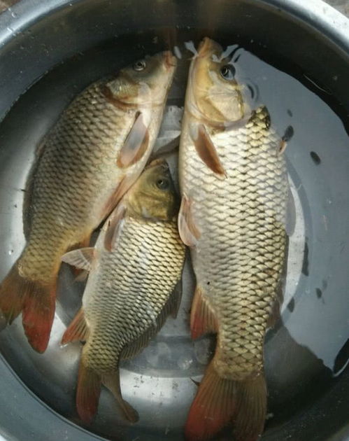 自制钓鱼饵料秘籍,掌握诱鱼关键,提升垂钓成功率