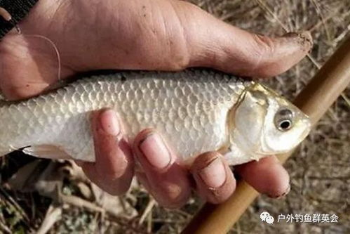 钓获量翻倍!自制钓鱼饵料秘籍,让鱼儿疯狂咬钩