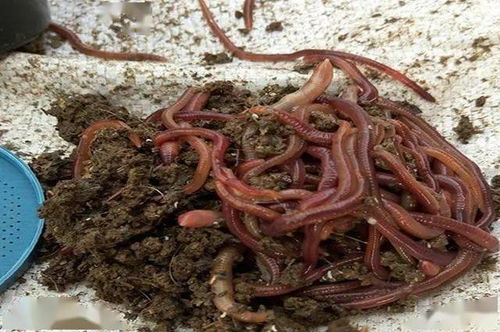 野生蚯蚓的钓鱼饵料制作指南