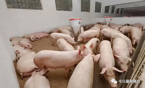 草鱼饵料钓鱼效果怎么样?全面解析与实用技巧