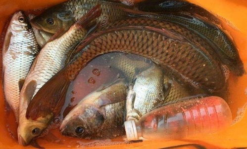 自制冲钓鱼饵料，省钱又有效的钓鱼秘诀